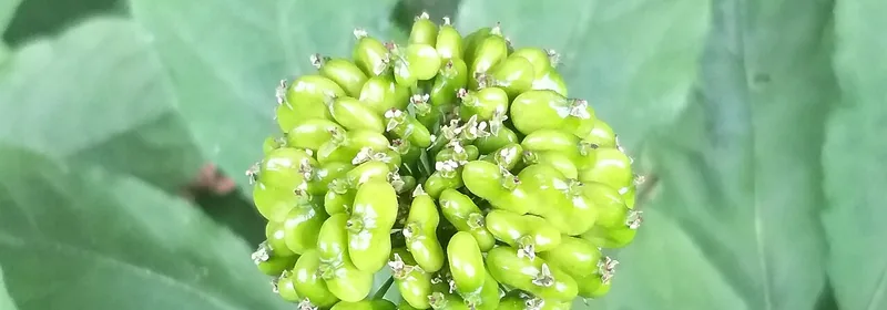 Экстракт корня женьшеня